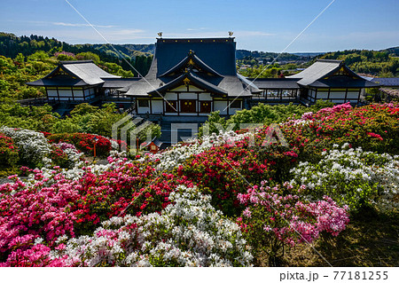 俱利伽羅不動寺のツツジ 77181255