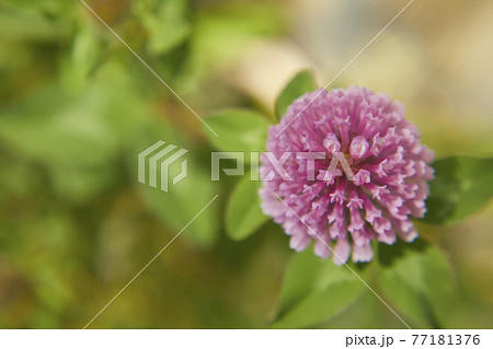 晴れた日のアカツメグサ 77181376