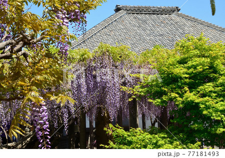 熊野の長藤 行興寺 熊野の長藤 行興寺 77181493