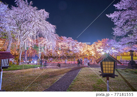 高田公園　上越　桜 77181555