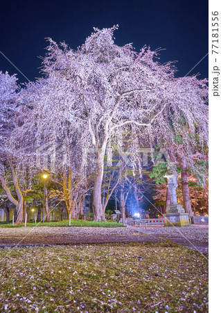 高田公園 上越 桜 高田公園 上越 桜 77181556