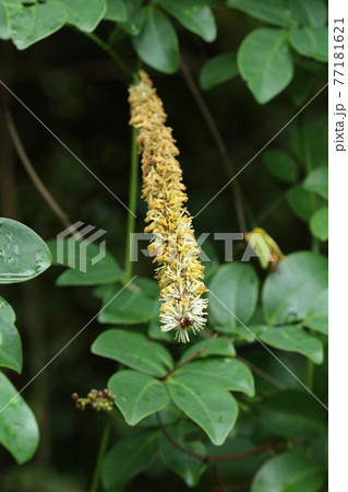 自然 観察 ヒメモダマ、花です。穂状花序でフレッシュなうちは白、徐々に黄色っぽくなります 自然 観察 ヒメモダマ、花です。穂状花序でフレッシュなうちは白、徐々に黄色っぽくなります 77181621