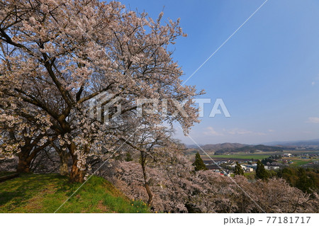 岩手県紫波郡紫波町 城山公園の桜 岩手県紫波郡紫波町 城山公園の桜 77181717