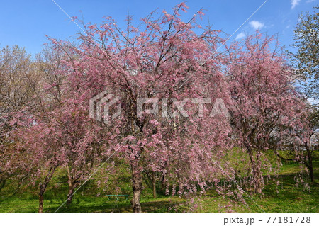 岩手県紫波郡紫波町 城山公園の桜 岩手県紫波郡紫波町 城山公園の桜 77181728