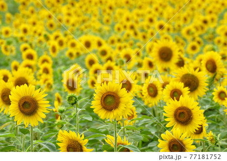 ≪兵庫県　ひまわり柚遊農園　満開のヒマワリ畑≫　兵庫県丹波市 77181752
