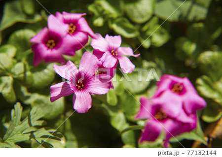ピンクのイモカタバミ 77182144