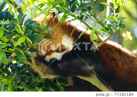 西山動物園 レッサーパンダ 新緑 西山動物園 レッサーパンダ 新緑 77182180