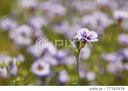 ギリアトリコロール 77182456