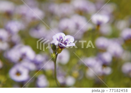 ギリアトリコロール 77182458