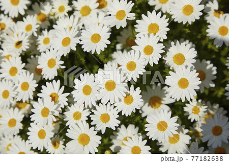 クリサンセマム　ノースポール 77182638