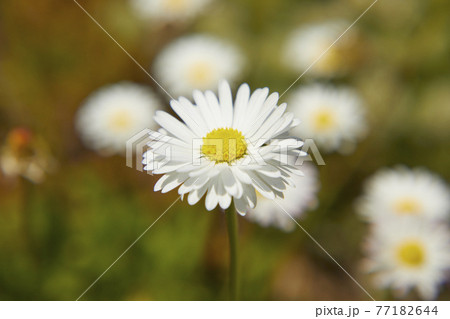 クリサンセマム　ノースポール 77182644