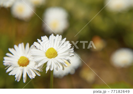 クリサンセマム ノースポール クリサンセマム ノースポール 77182649