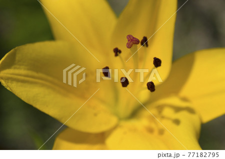 黄色いスカシユリの花が満開です。学名は Lilium maculatumです。 77182795