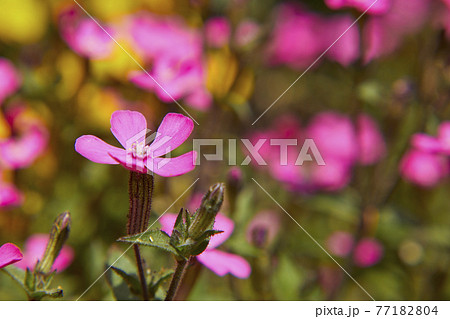 シレネ・カロリニアナ 77182804