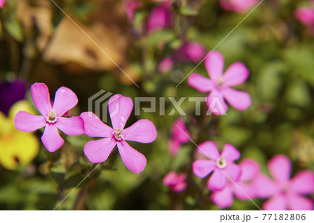 シレネ・カロリニアナ 77182806