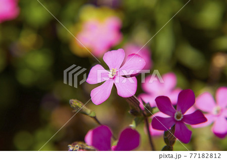 シレネ・カロリニアナ 77182812