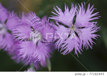 河原撫子（カワラナデシコ）の花がさいています。学名はDianthus superbusです。 77182845