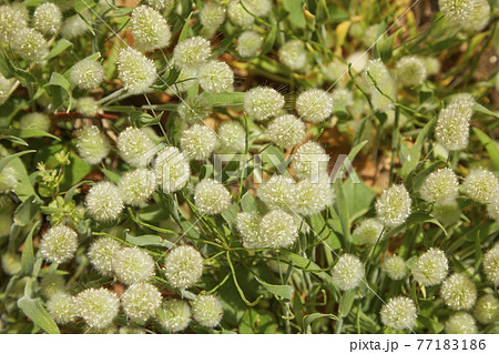 ラグラス　バニーテール 77183186