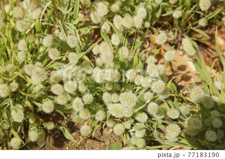 ラグラス　バニーテール 77183190