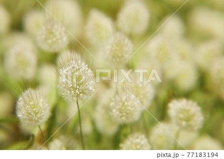 ラグラス バニーテール ラグラス バニーテール 77183194