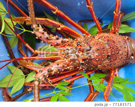 ピチピチのイセエビ 伊勢海老 阿久根市 鹿児島県 ピチピチのイセエビ 伊勢海老 阿久根市 鹿児島県 77183571
