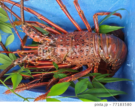 ピチピチのイセエビ　伊勢海老　阿久根市　鹿児島県 77183580