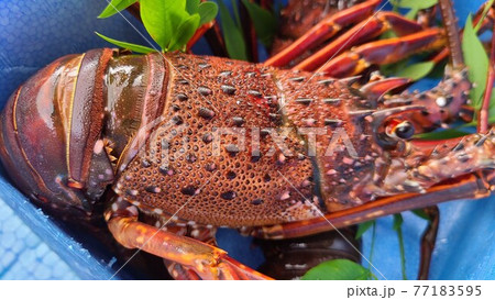 ピチピチのイセエビ 伊勢海老 阿久根市 鹿児島県 ピチピチのイセエビ 伊勢海老 阿久根市 鹿児島県 77183595