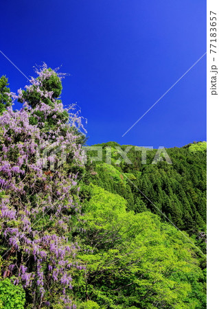 奥多摩の新緑と藤 77183657
