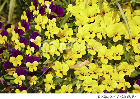 色々なパンジー 77183697