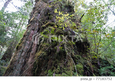 ヤクスギランド　ひげ長老 77183752