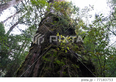 ヤクスギランド　ひげ長老 77183753