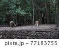 森の中の鹿 77183755