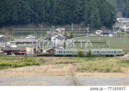 大井川鐵道沿線の旅　春の抜里駅とお茶畑 77183837