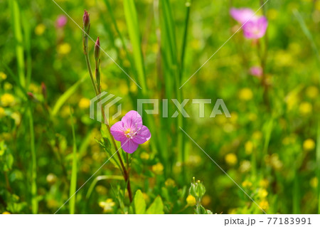 楽しい春の野原の草花4 楽しい春の野原の草花4 77183991