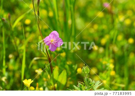 楽しい春の野原の草花8 77183995