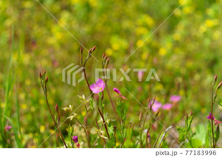 楽しい春の野原の草花9 77183996