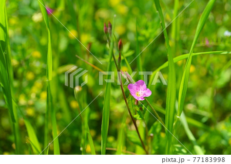 楽しい春の野原の草花11 77183998