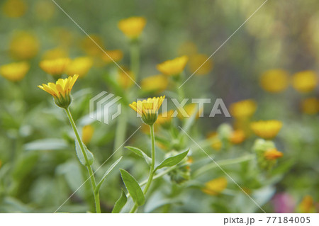 かわいい黄色いフユシラズ かわいい黄色いフユシラズ 77184005