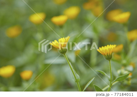 かわいい黄色いフユシラズ 77184011