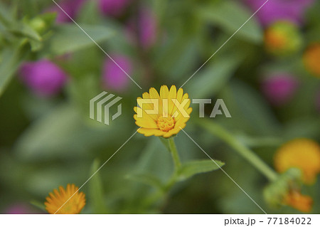 かわいい黄色いフユシラズ 77184022