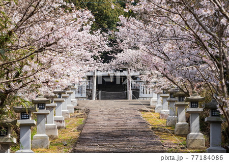 竜桜公園 川東八幡神社の桜 (香川県高松市) 竜桜公園 川東八幡神社の桜 (香川県高松市) 77184086