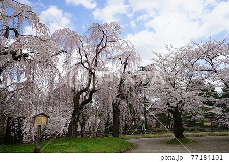 桜の名所 弘前公園 桜の名所 弘前公園 77184101