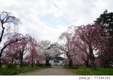桜の名所 弘前公園 桜の名所 弘前公園 77184104