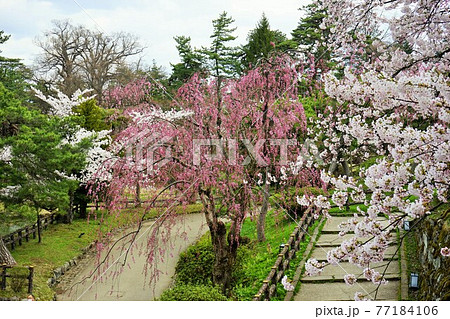 桜の名所 弘前公園 桜の名所 弘前公園 77184106