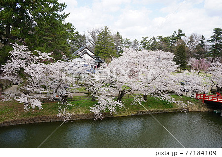 桜の名所　弘前公園 77184109