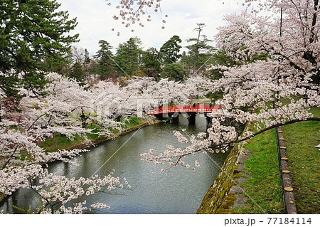 桜の名所 弘前公園 桜の名所 弘前公園 77184114