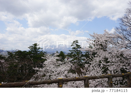 桜の名所　弘前公園 77184115