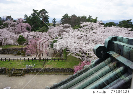 桜の名所 弘前公園 桜の名所 弘前公園 77184123
