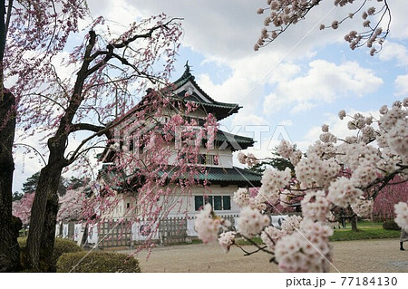 桜の名所　弘前公園 77184130