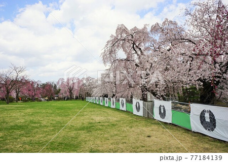桜の名所 弘前公園 桜の名所 弘前公園 77184139
